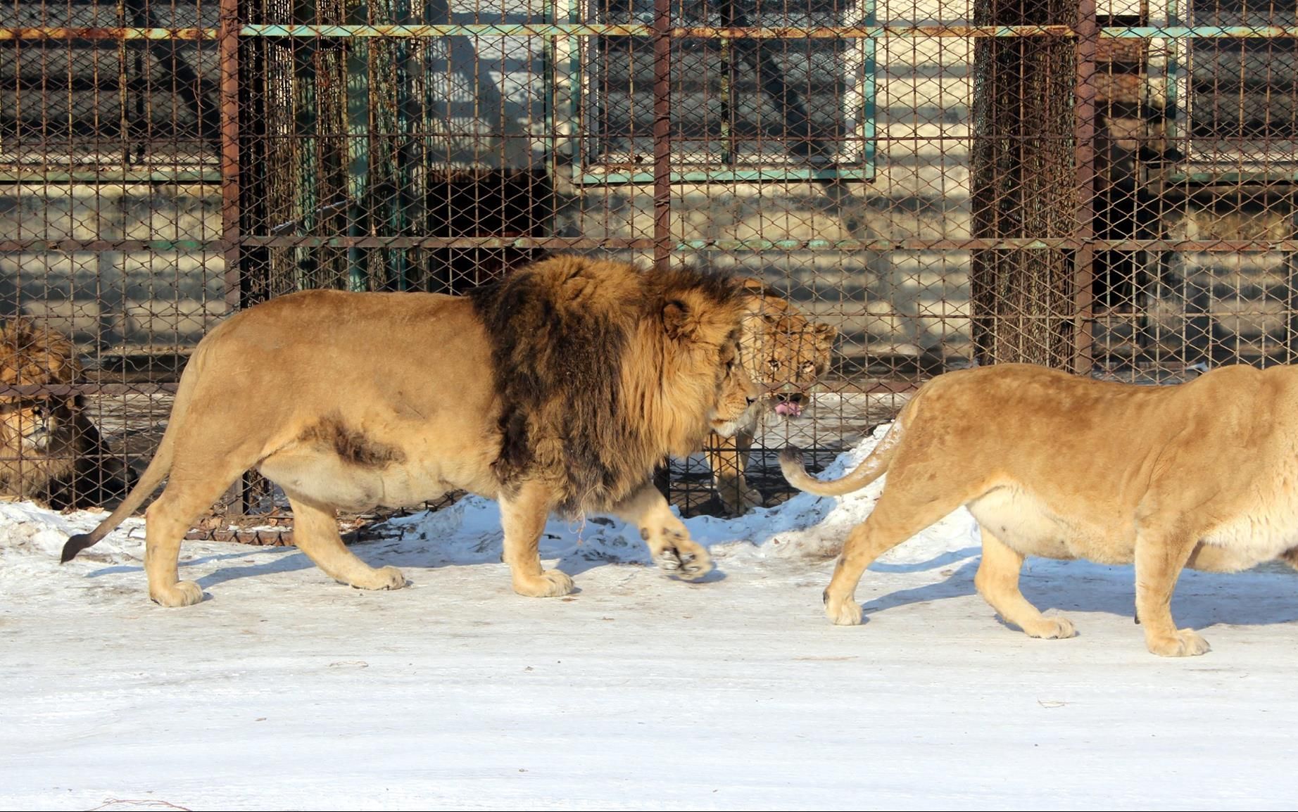 【哈尔滨虎林园看肥狮子】导游告诉游客老虎比狮子跑得更快,狮子腿短!