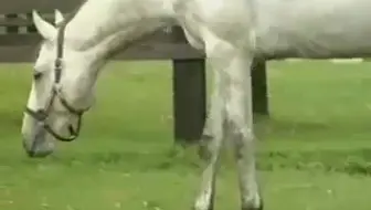 世纪的名马第24位tamamo Cross 玉藻十字 哔哩哔哩 Bilibili