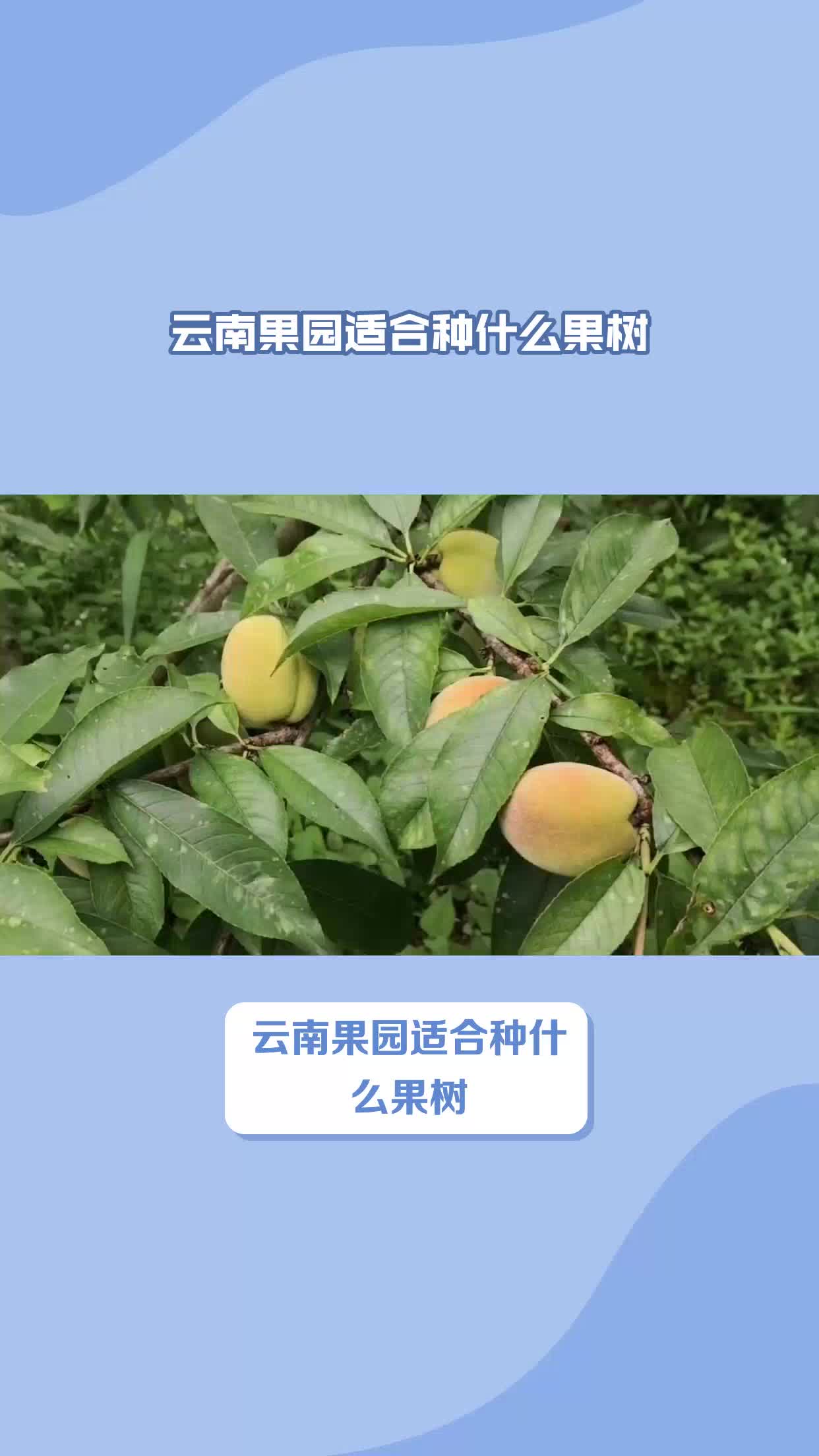 在云南适合种植的果树有哪些#新农人计划2023 #我要上热门哔哩哔哩bilibili