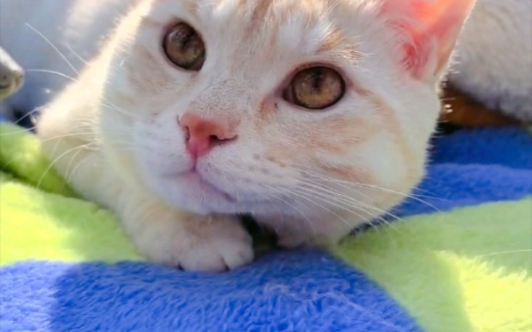 猫咪生活:与小猫咪一同享受美好的下午时光!!!!!!