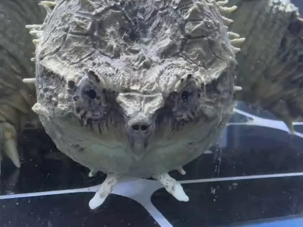 美髯公,好粗的胡子.纯中美拟鳄龟