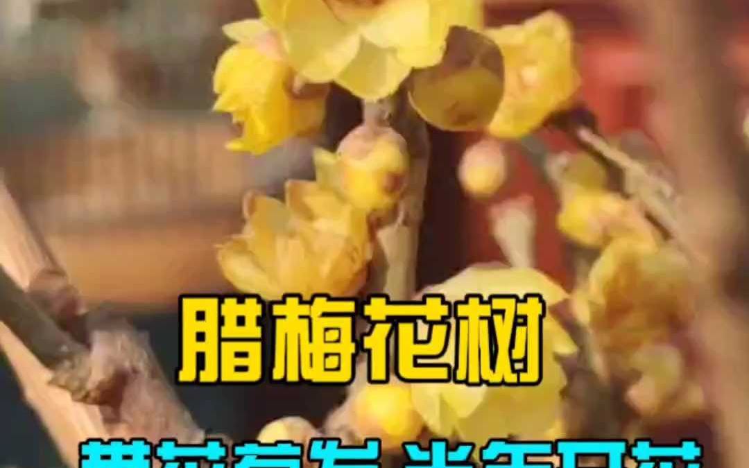 腊梅花树带花苞发 当年开花哔哩哔哩bilibili