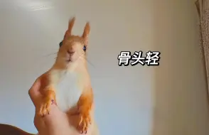 松鼠🐿️:我比别的鼠轻一定是有原因的…