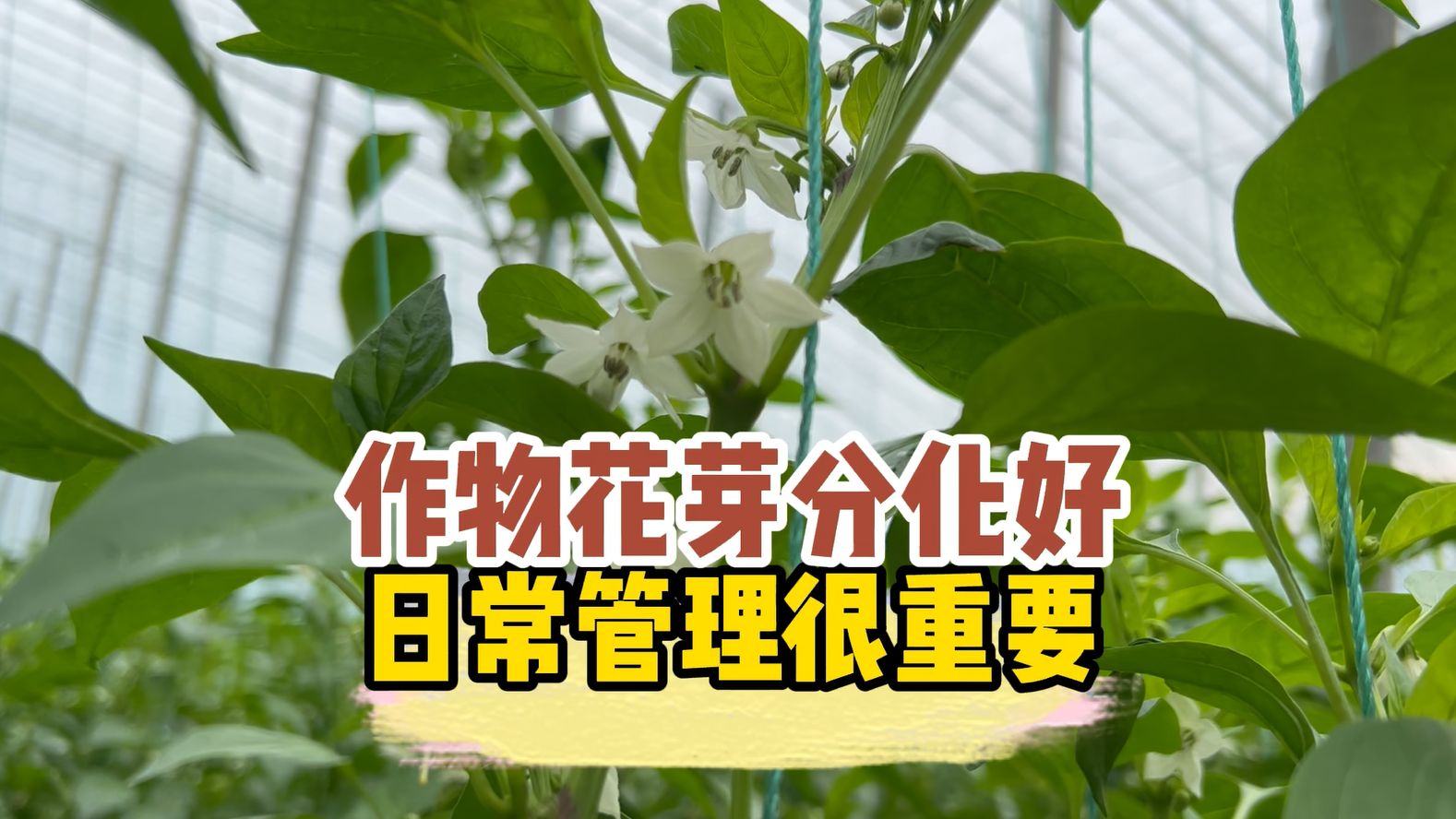 花芽分化到底是什么,如何做好?哔哩哔哩bilibili