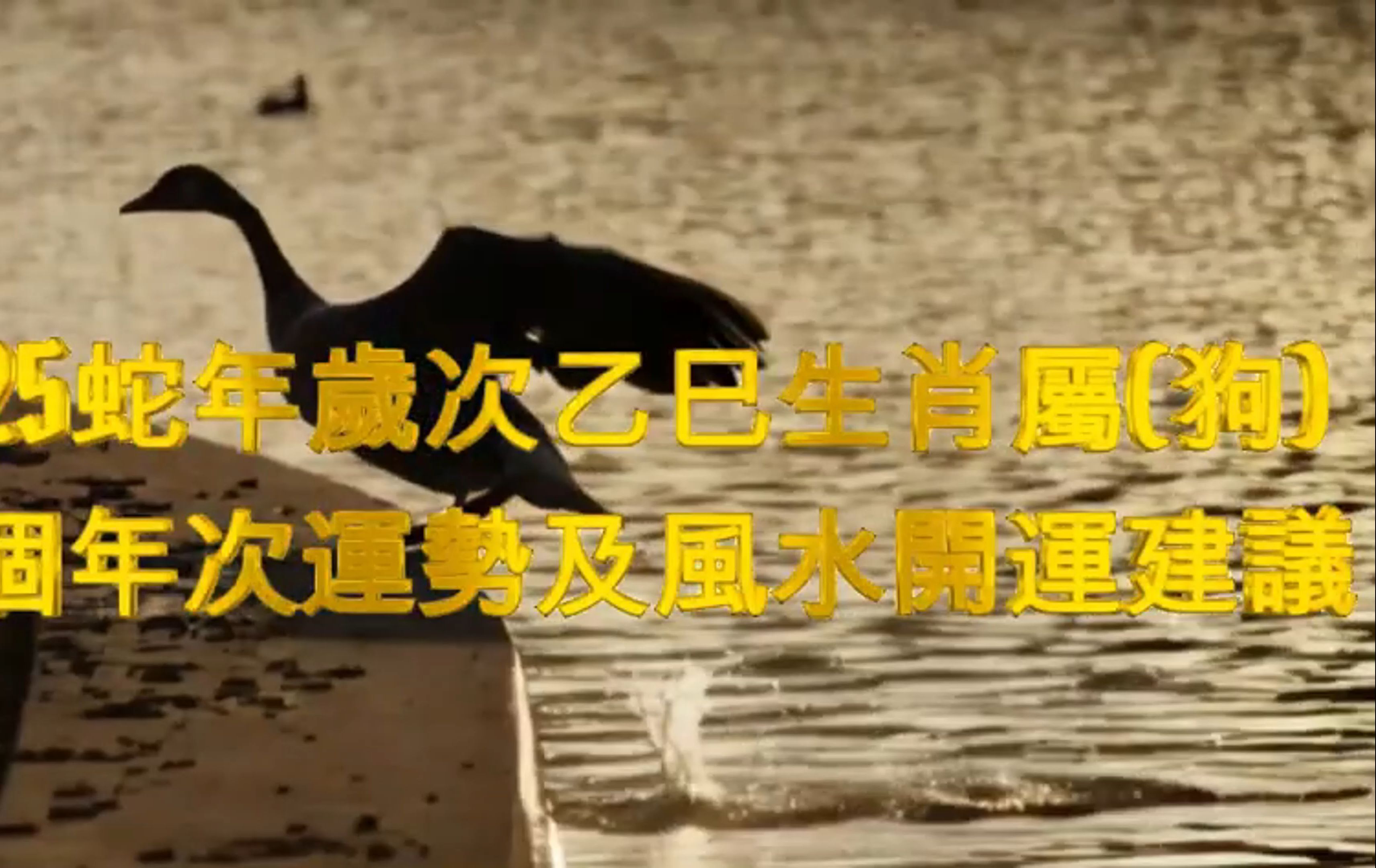 生肖狗戊戌年运势(生肖狗戊戌年运势如何)