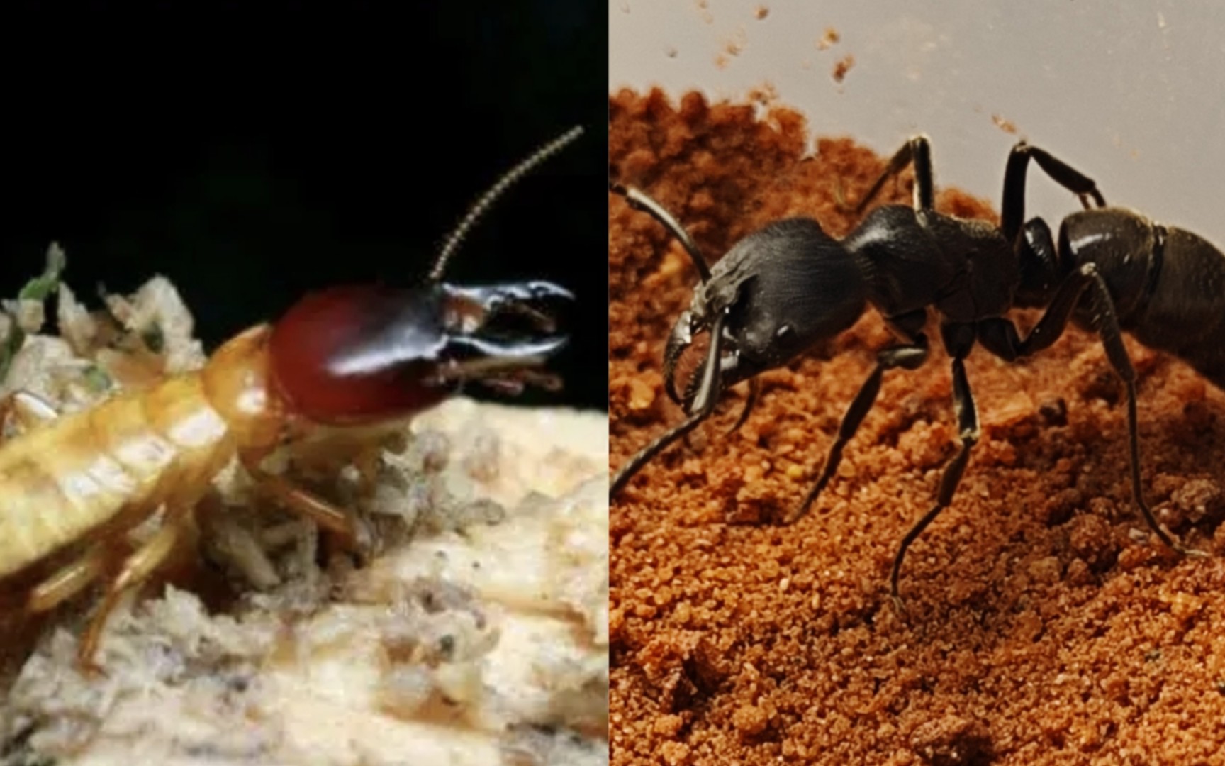 中国最大白蚁山林原白蚁大战中国最大蚂蚁之一扁头猛蚁