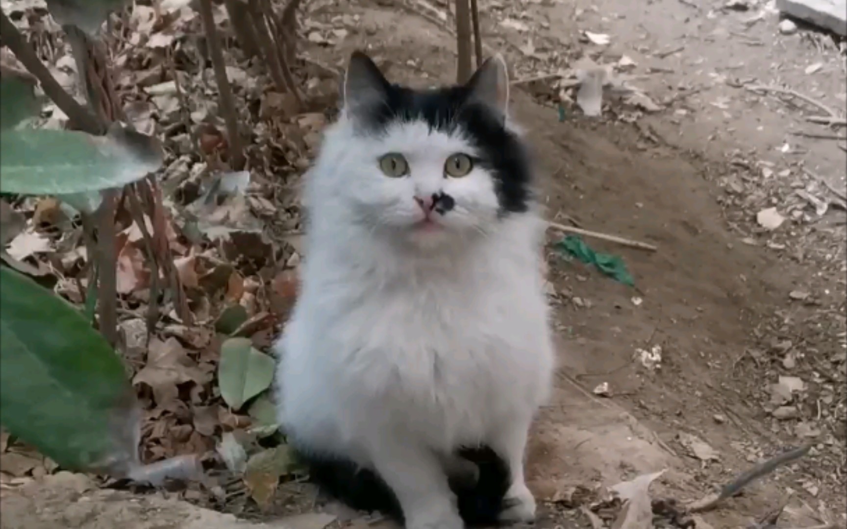 元首猫_哔哩哔哩 (゜-゜)つロ 干杯~-bilibili