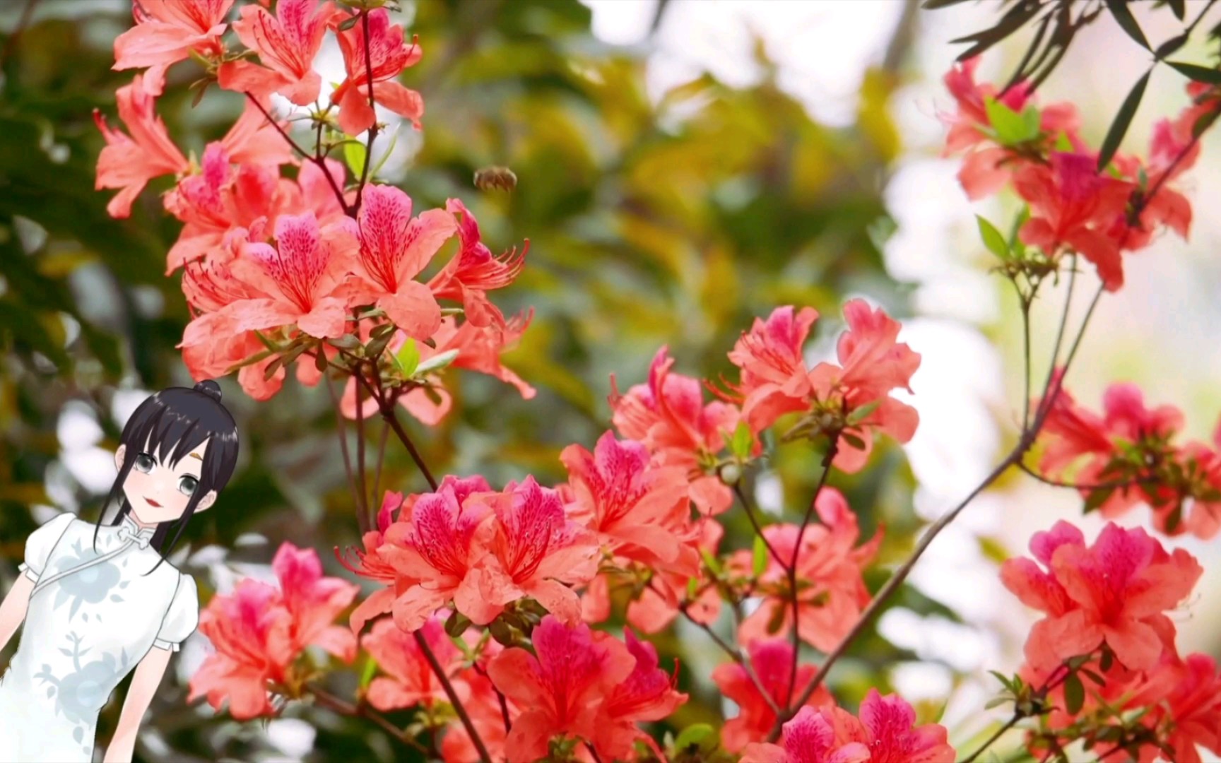 【科普知识】你知道长沙市的市花吗?