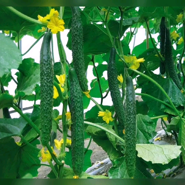 黄瓜接触了丰硕的果实