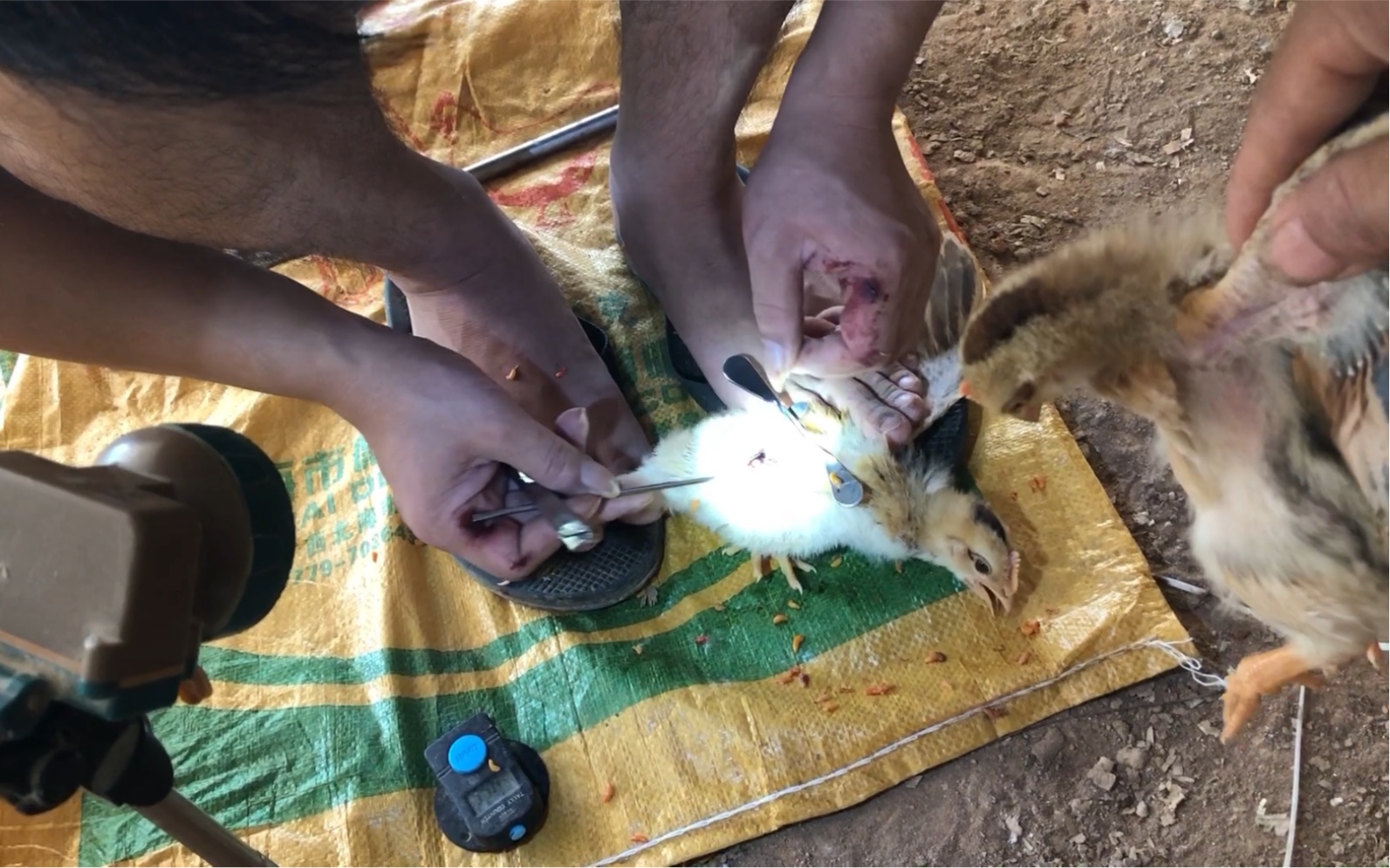 阉鸡佬真赚钱,阉一只4.5毛,1分钟阉4个,一天阉1300左右,工钱600块