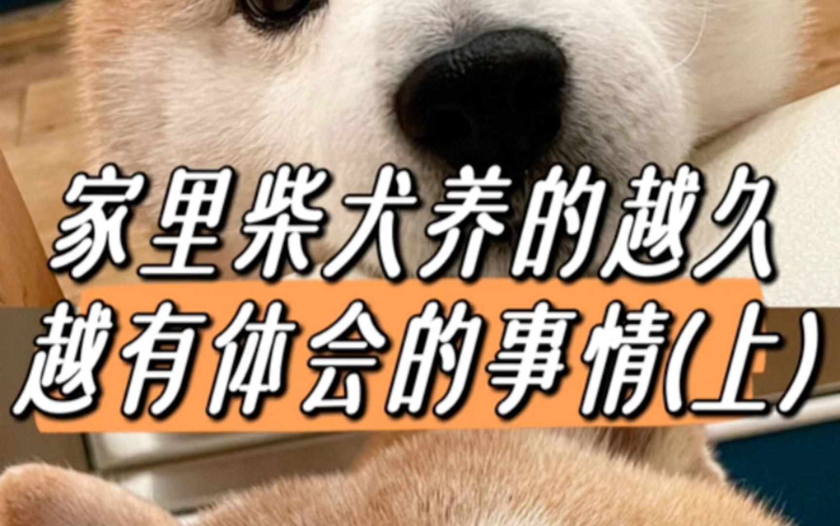 家里柴犬养的越久,越有体会的事情(上)哔哩哔哩bilibili