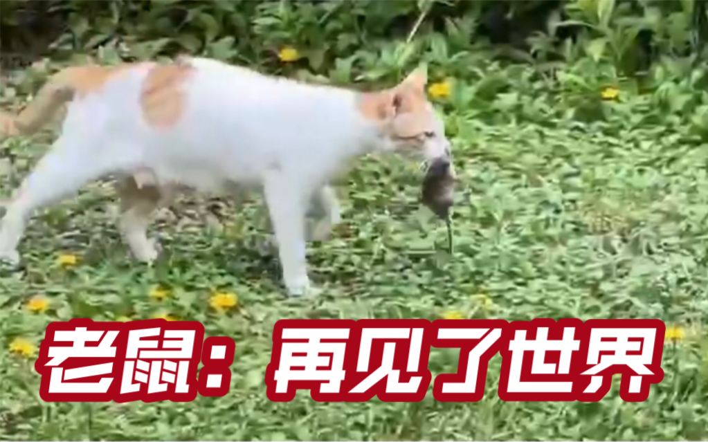 喵教版 猫抓老鼠 高等教材哔哩哔哩bilibili