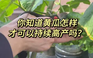 Download Video: 黄瓜苗要预防早衰才能持续高产，不然结几个瓜就枯萎了，怎么做？