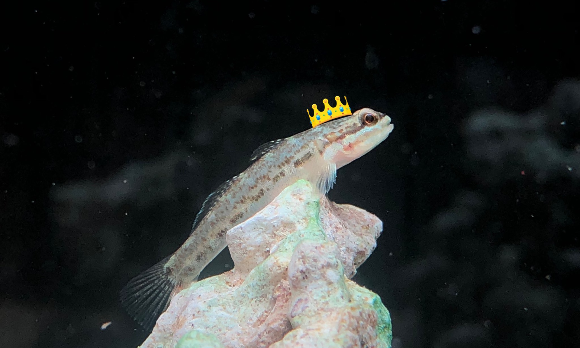 【海水原生】摩斯密码虾虎 tridentiger nudicervicus 裸项缟虾虎