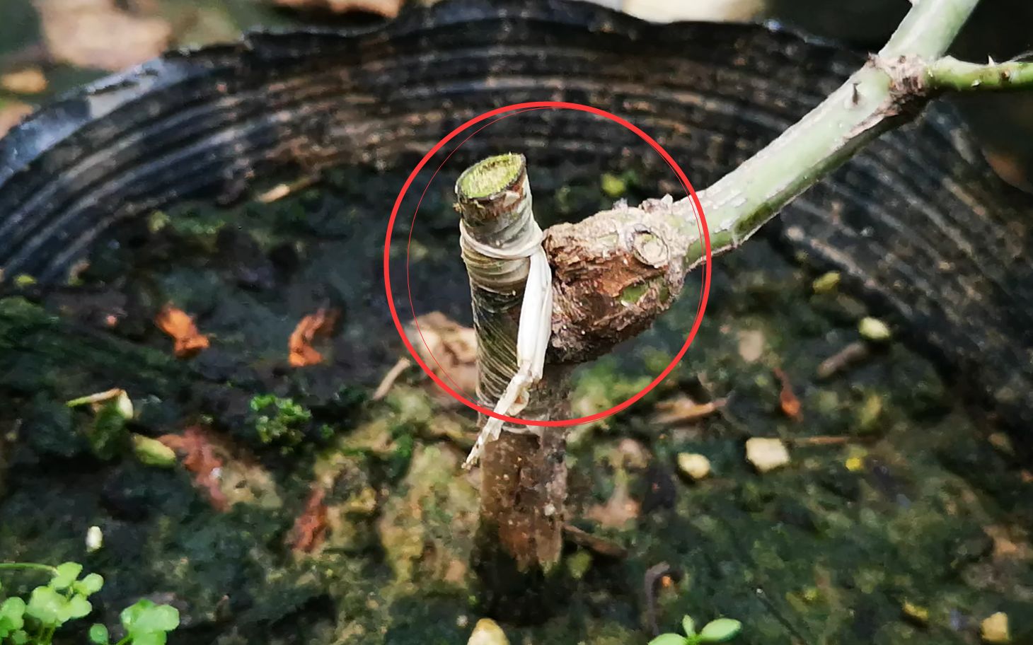 月季嫁接之后,接口愈合的不好,怎么处理?