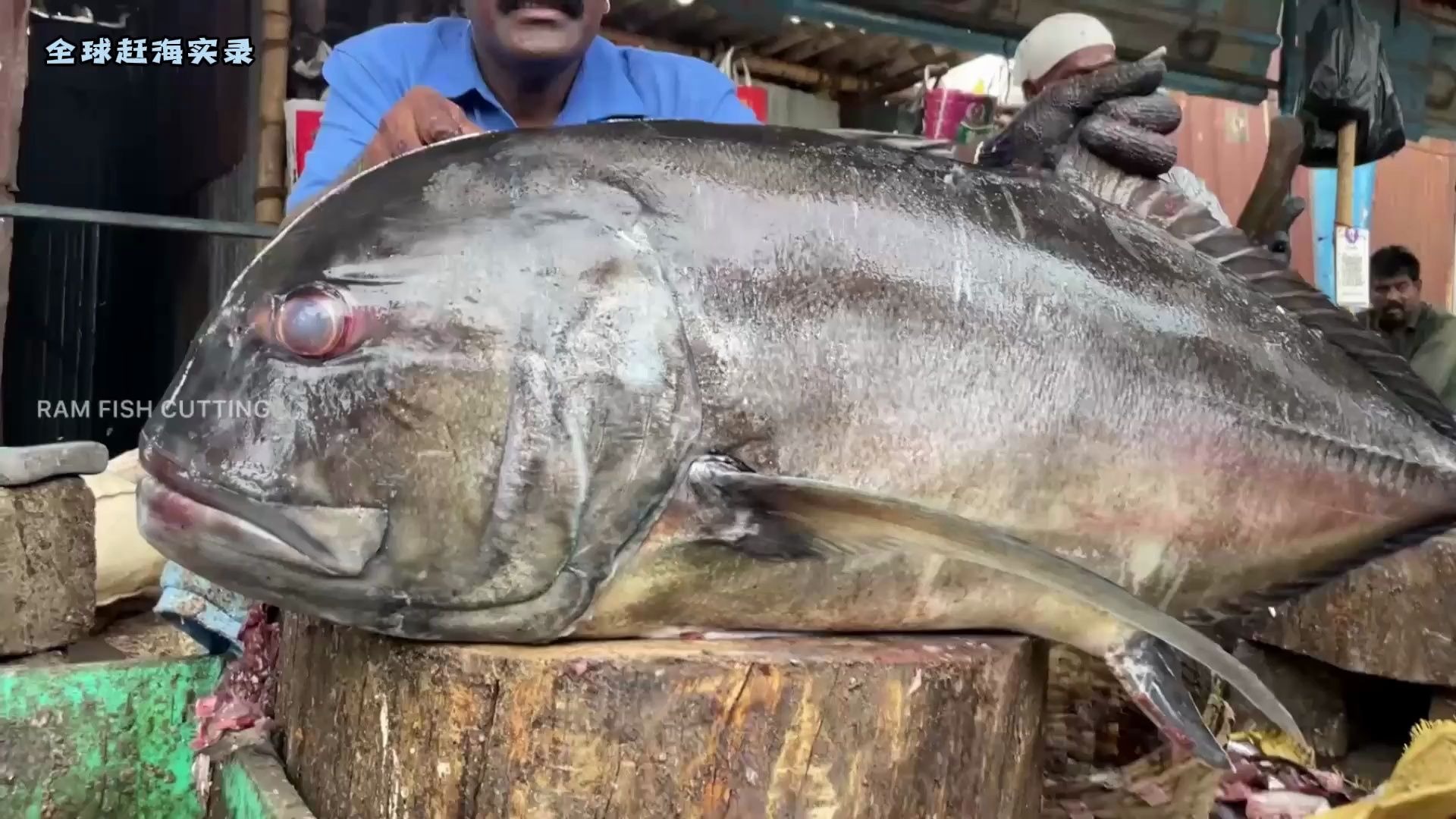 牛港鱼为什么要放生 牛港鱼为什么要放生