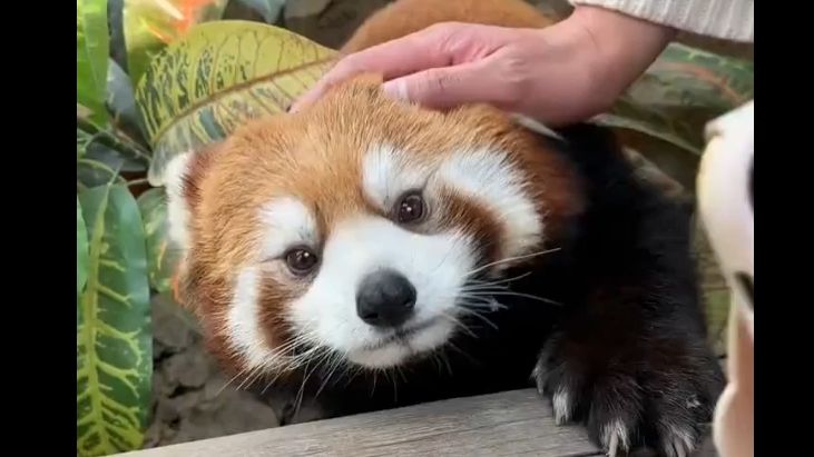 小熊猫 可爱宝宝,呆呆萌萌