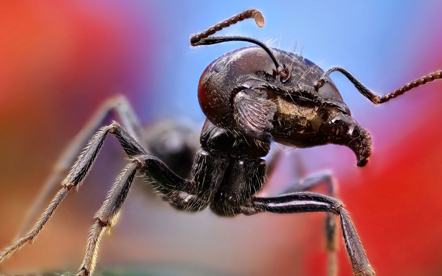 (密集恐惧症慎入)