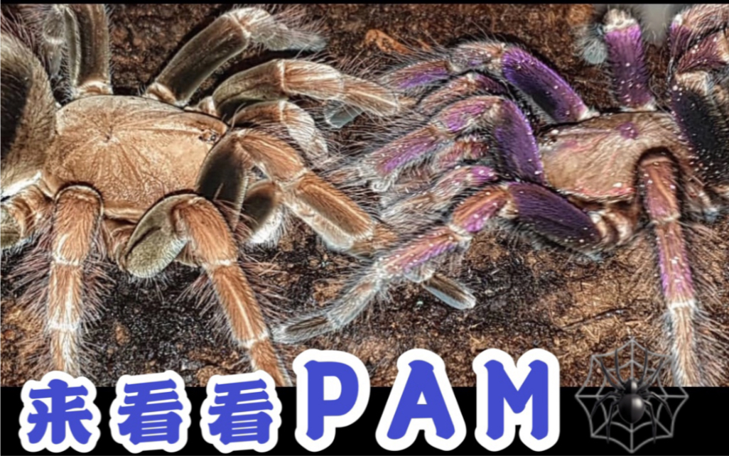 7种PAM!蜘蛛在线装死?稀有种见过吗?可爱又迷人的角色!【爬宠捕鸟蛛】哔哩哔哩bilibili