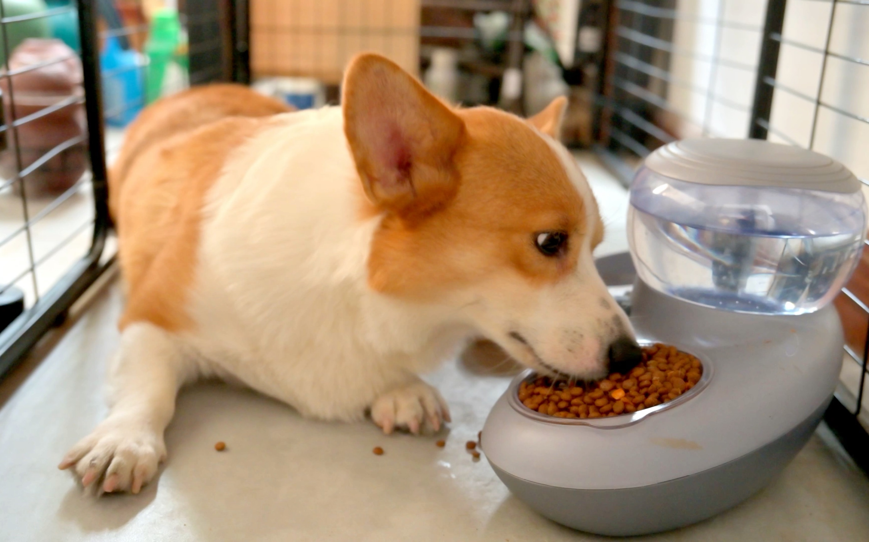 沙雕柯基吃饭跟数数一样_哔哩哔哩_bilibili