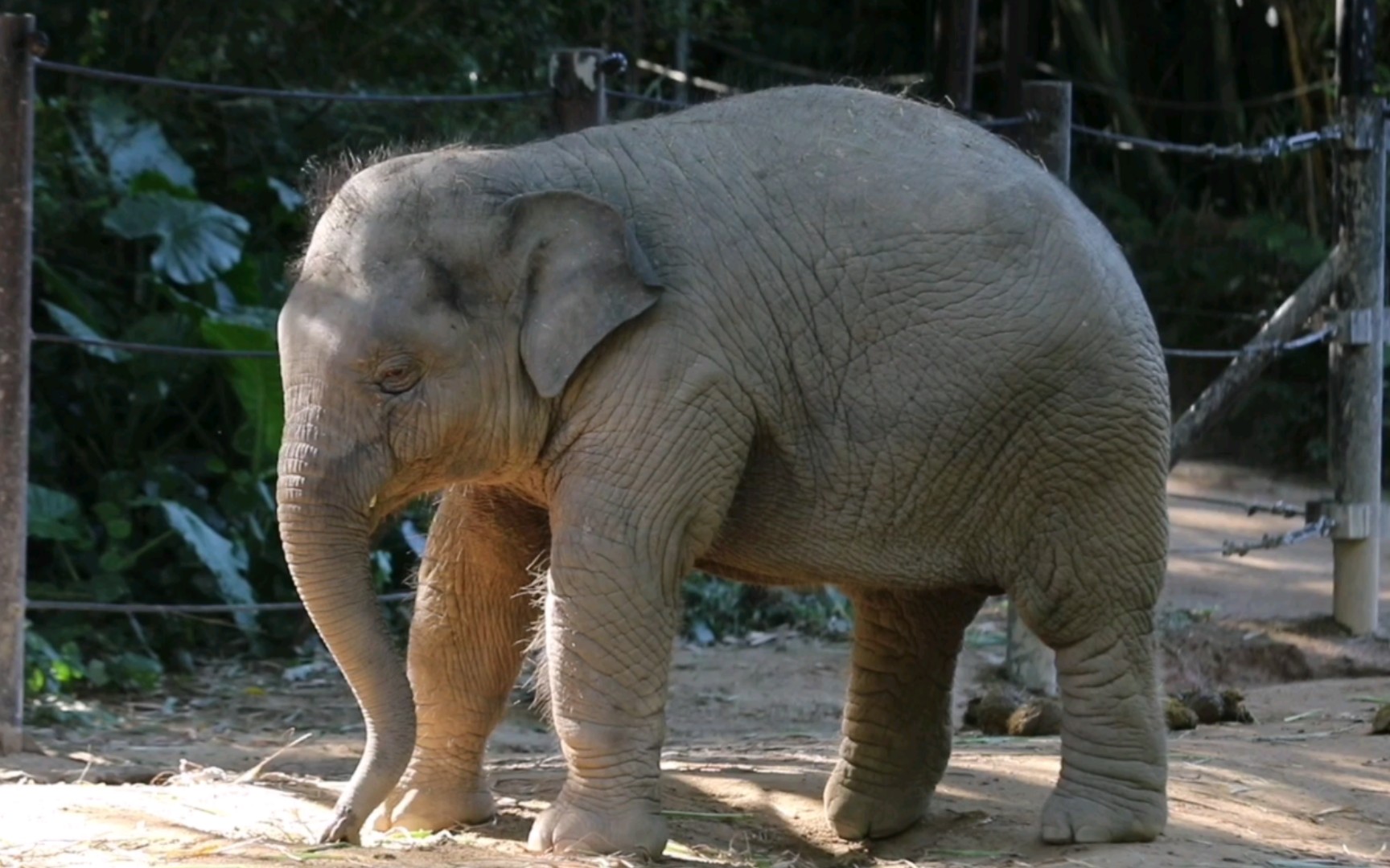 懵懵威武甩了两三秒钟的鼻子【亚洲象】22秋