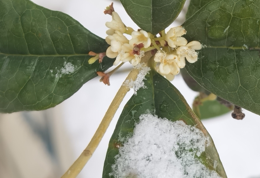 雪中的桂花,是不是更娇美