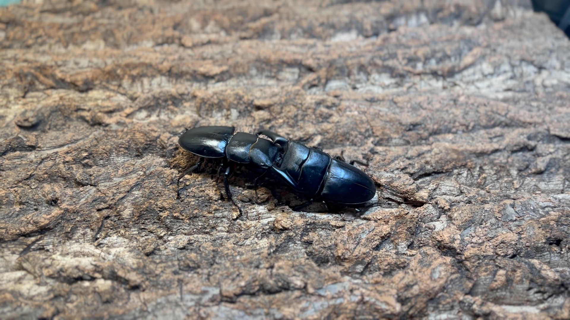 74越南扁锹初试76中国扁锹