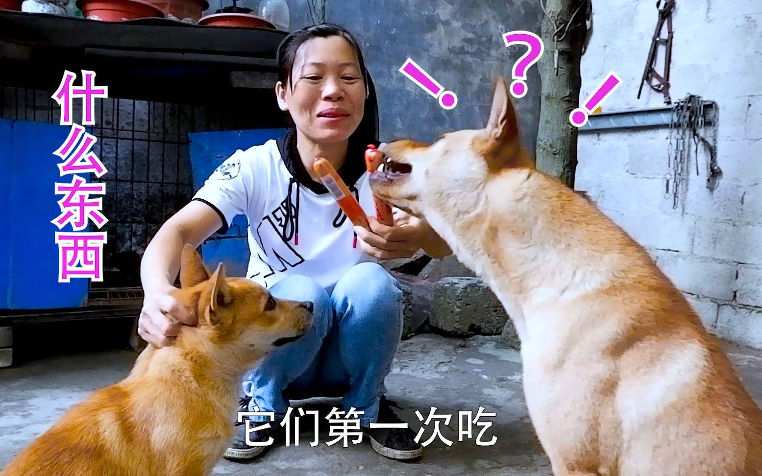 第一次给小狗吃火腿肠,看看什么表情,小狗:这是什么东西?