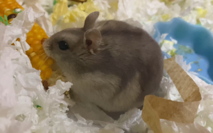 活动作品仓鼠啃玉米的日常合集