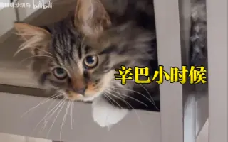 长毛狸花猫 哔哩哔哩 Bilibili