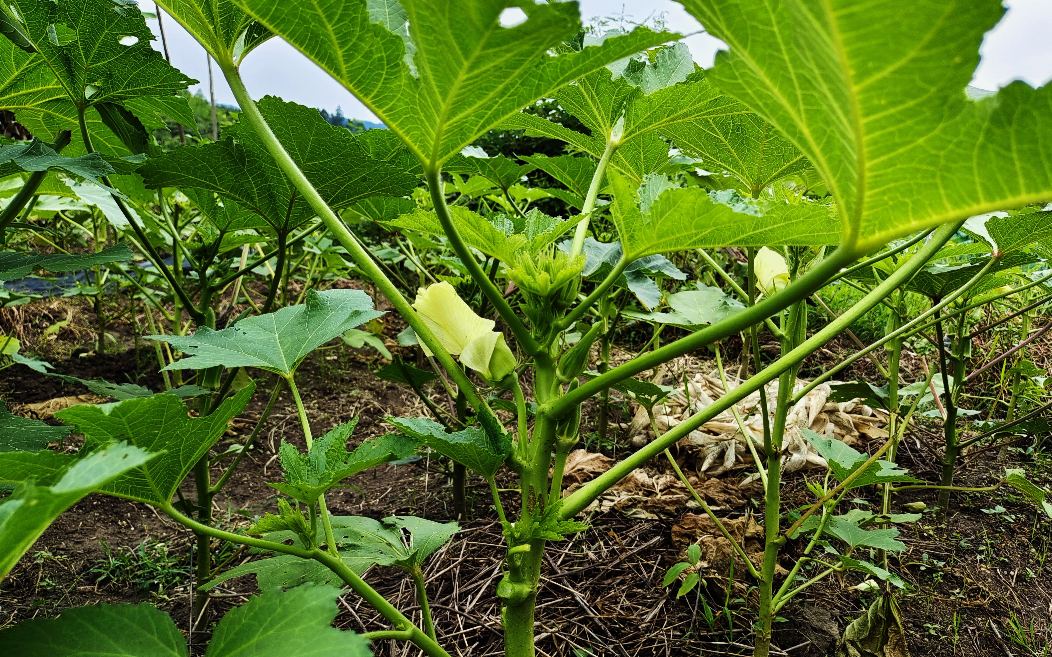 秋葵整枝打叉有方法,只要做好这几点,产量一棵顶几棵,厉害了