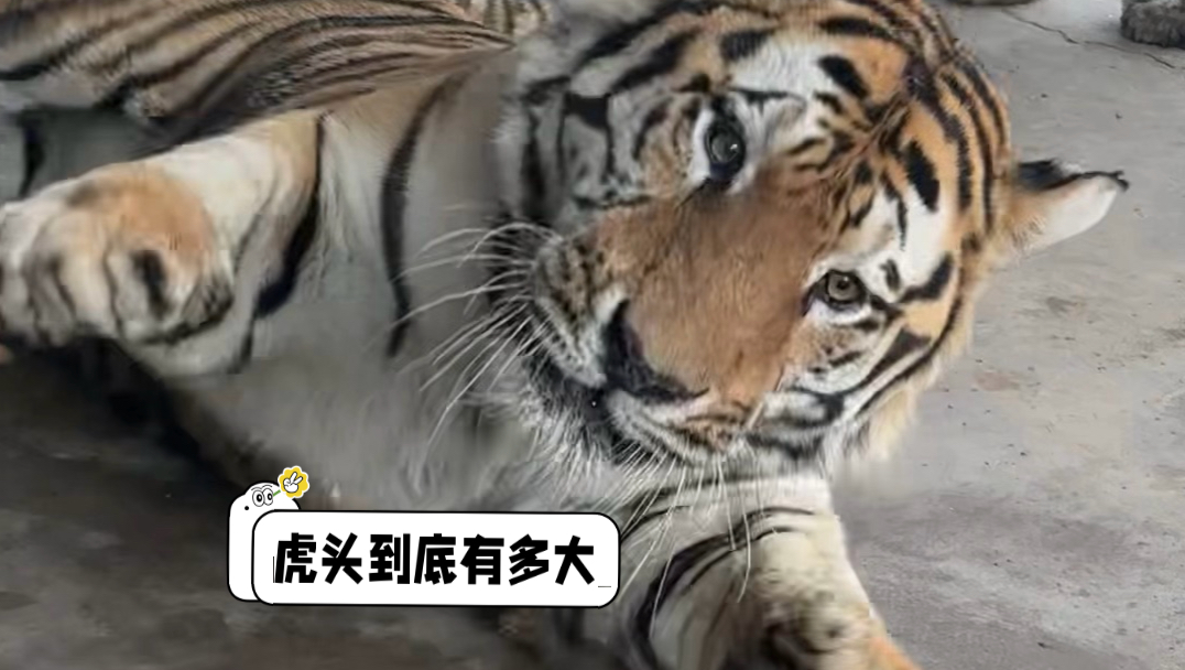虎头到底有多大，铲屎官@大猫饲养员breeder  一直说这几只大头虎（孬、麟、西），脑瓜子和马桶差不多大   这样看来…松…你是打不过它的…