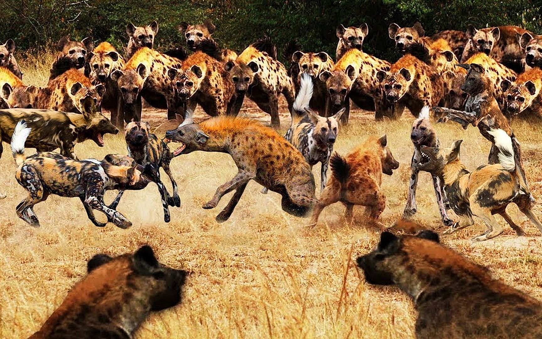 动物王国大探秘,鬣狗陷入苦战,野狗群把它团团包围 纪录片-野生动物