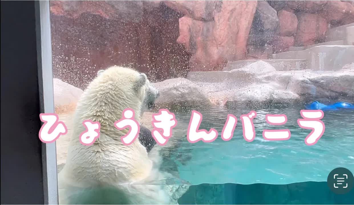 日本平动物园 玩水的北极熊