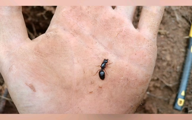 黑沟盲切叶蚁,算小咪咪蚁里面的颜值顶尖了