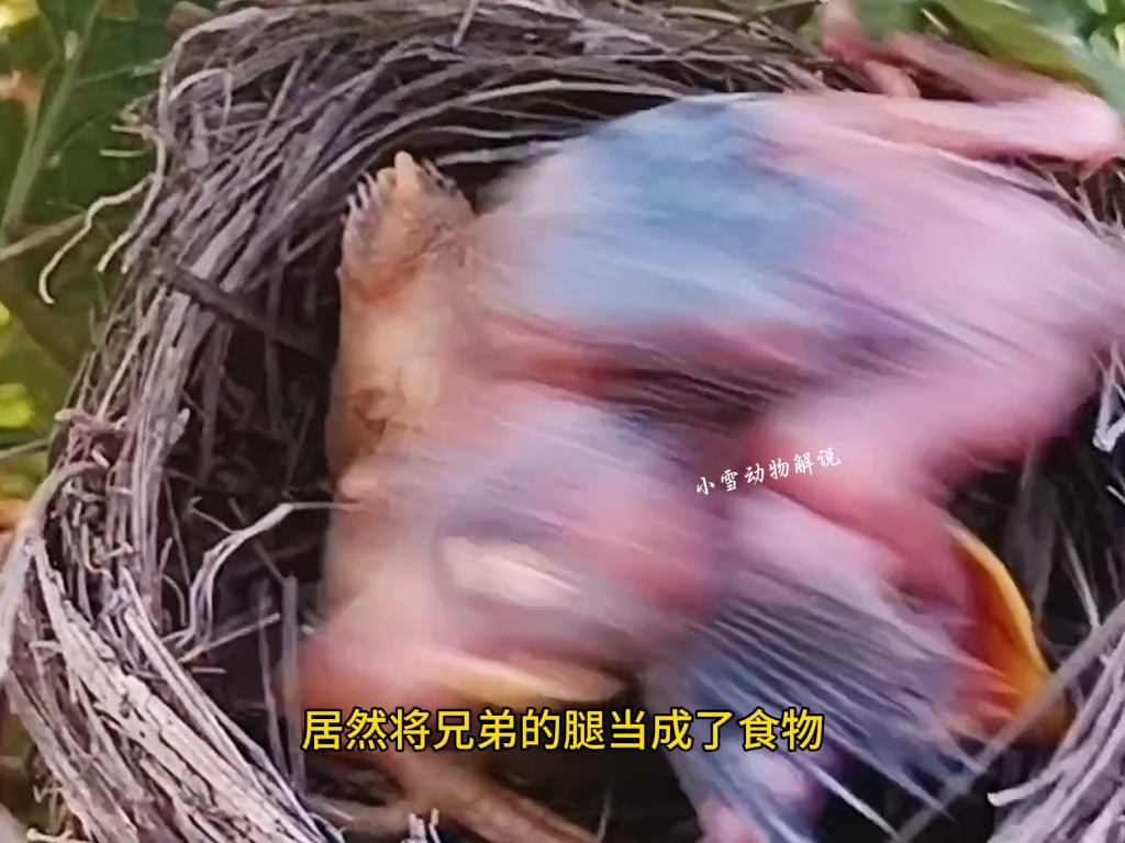 布谷鸟宝宝吃自己兄弟的腿