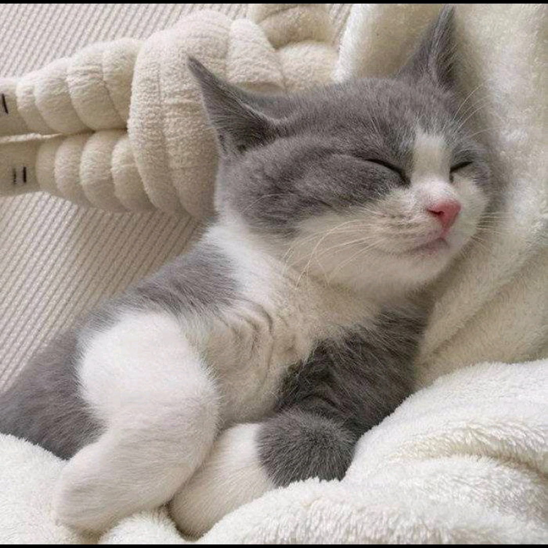 猫小萌猫大帅的壁纸_哔哩哔哩 (゜-゜)つロ 干杯~-bilibili