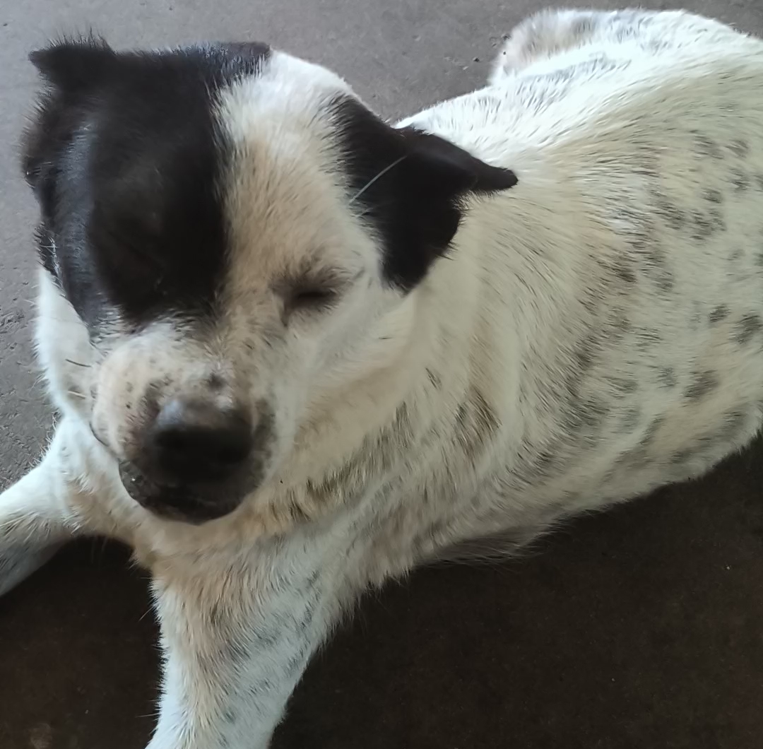 我家的神兽狗狗