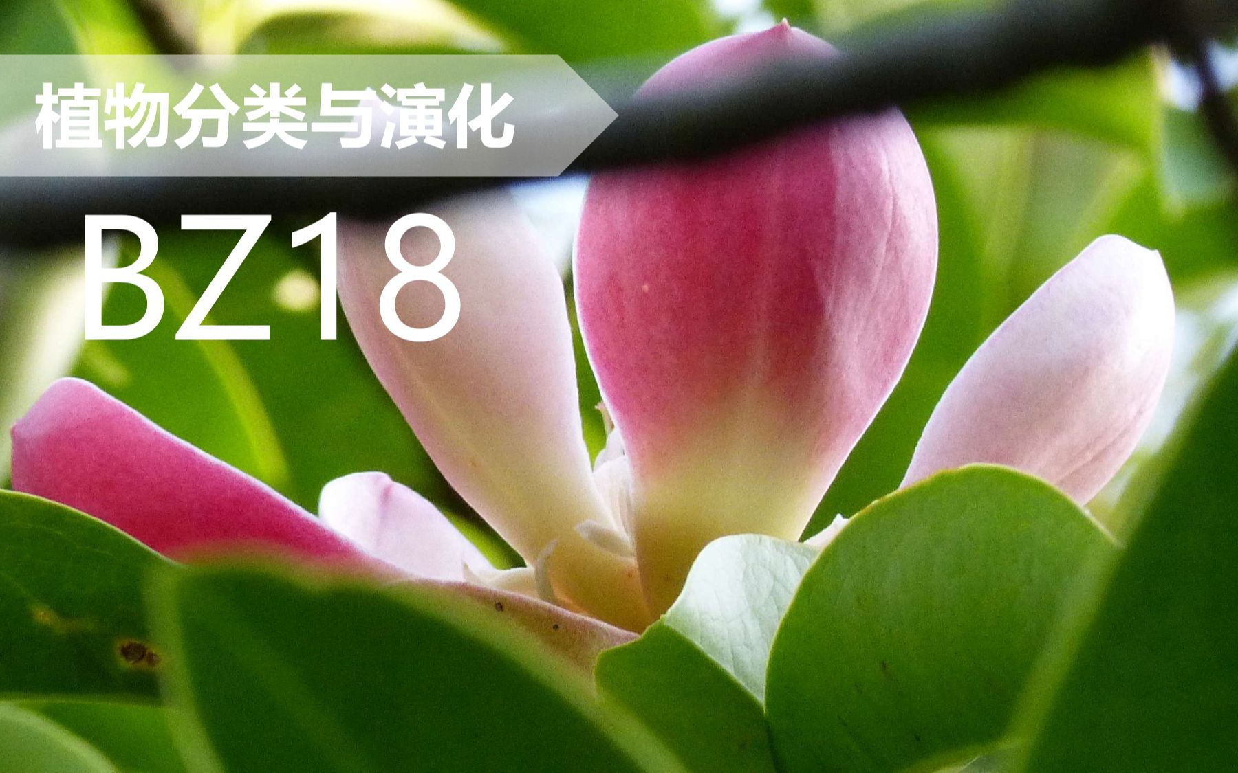 【植物分类与系统发育】BZ18 木兰目 木兰科 木莲属哔哩哔哩bilibili