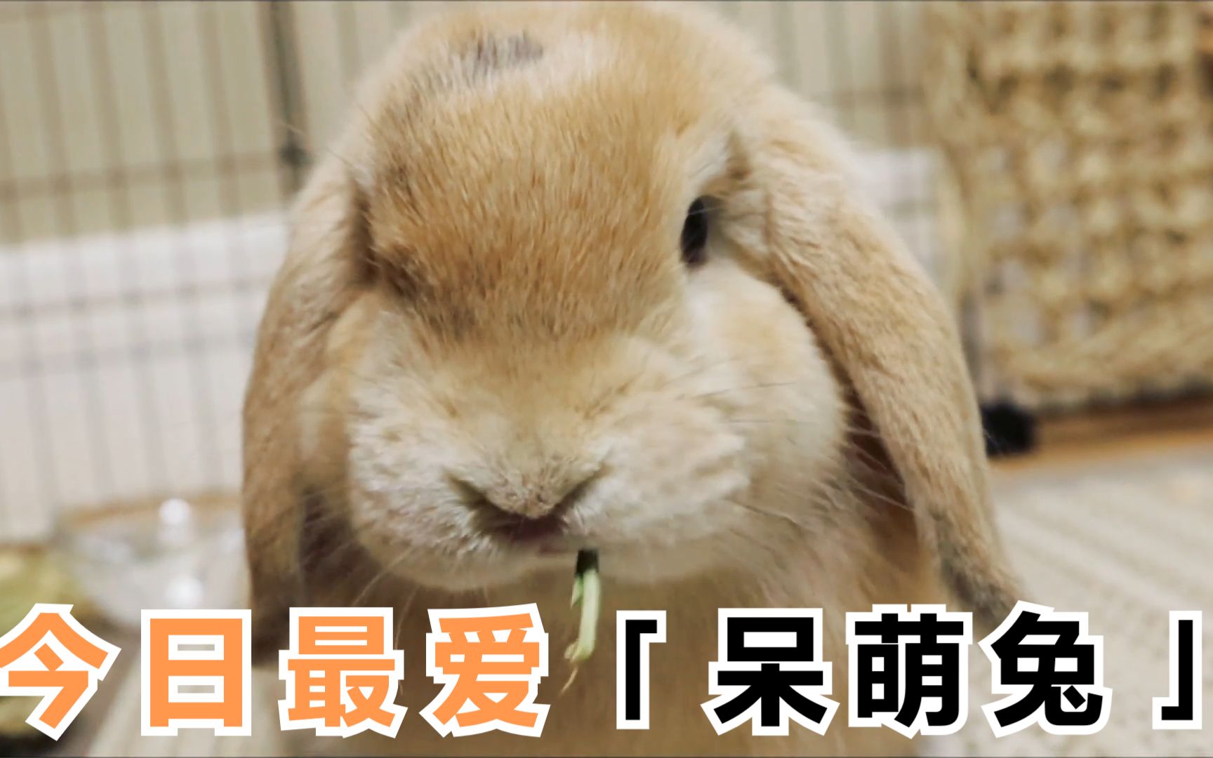 呆萌兔兔 超萌兔兔吃东西
