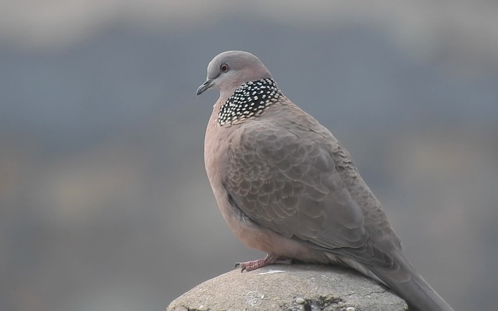咕咕叫的珠颈斑鸠
