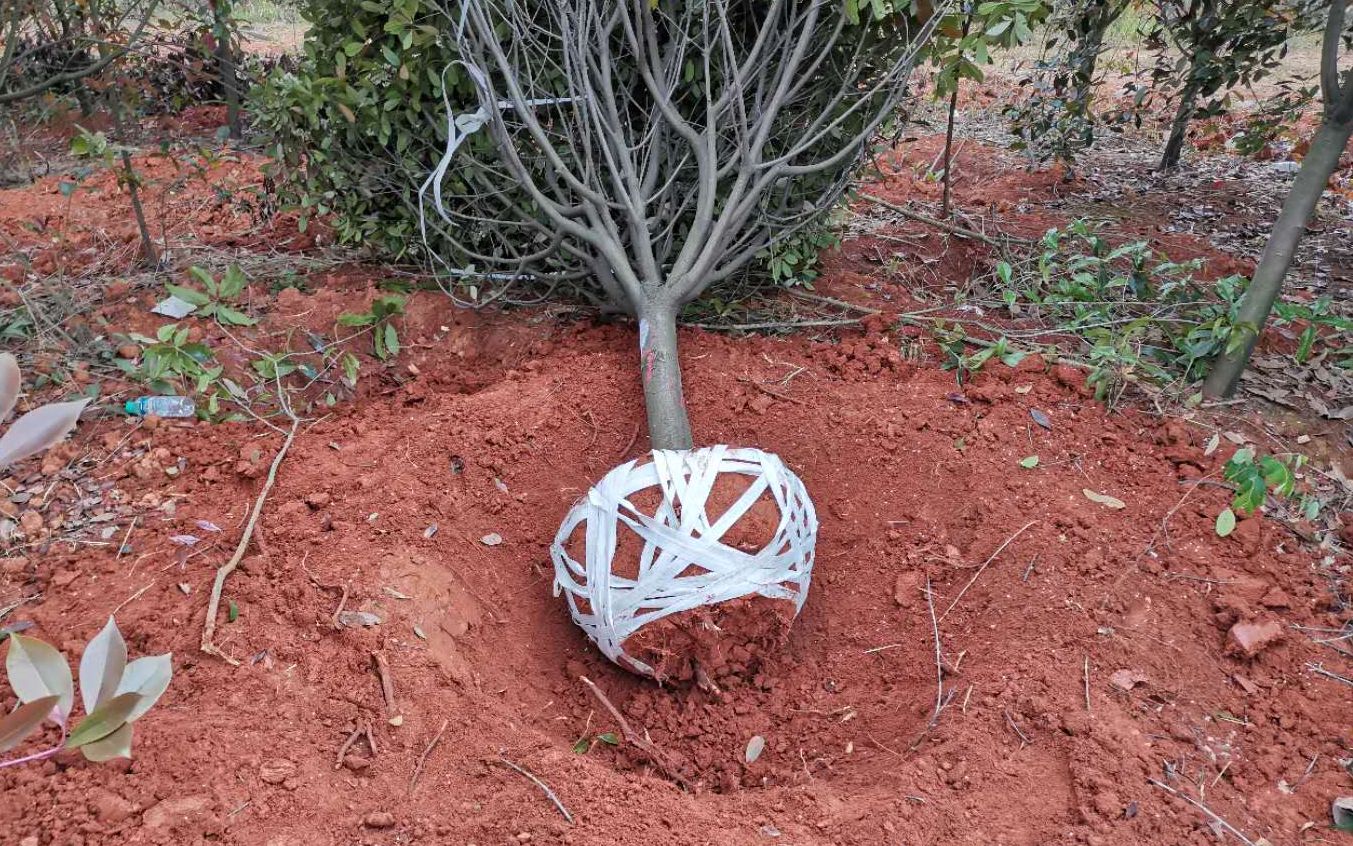 全记录!挖树包土球全过程_哔哩哔哩 (゜-゜)つロ 干杯~-bilibili