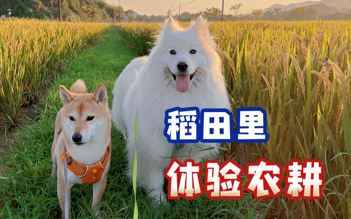 柴犬和萨摩耶下田体验农耕?哔哩哔哩bilibili