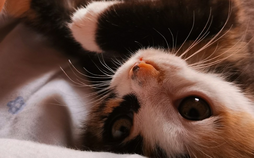 刚刚睡醒的小奶猫,可可爱爱