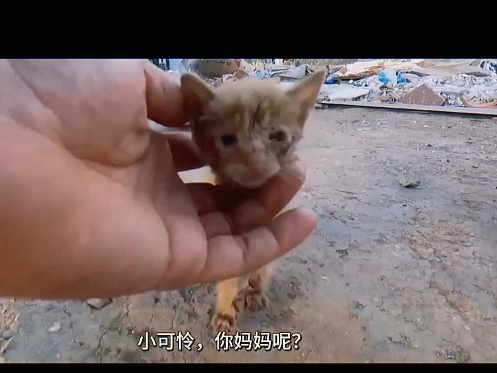 孤单的小猫哔哩哔哩bilibili