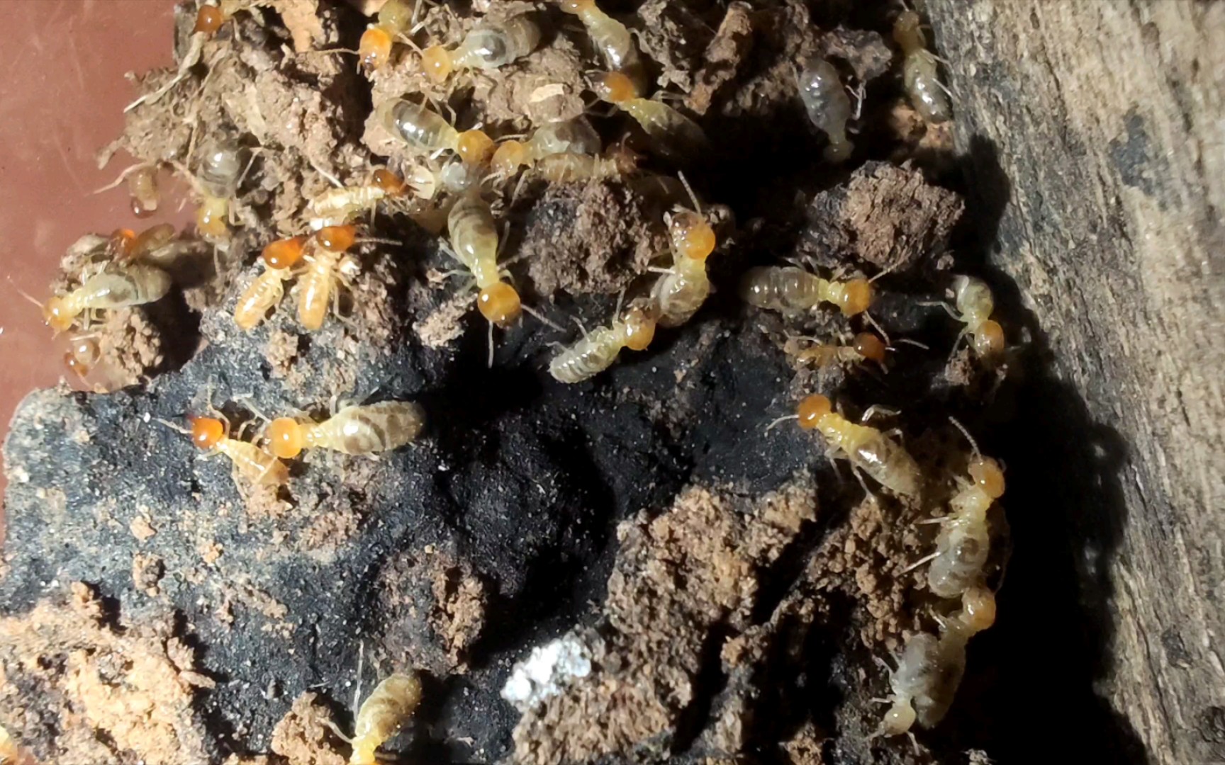 象白蚁,野采到一窝像白蚁,食木非培菌白蚁