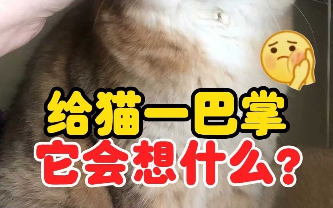 猫:所以爱会消失的对吗?哔哩哔哩bilibili