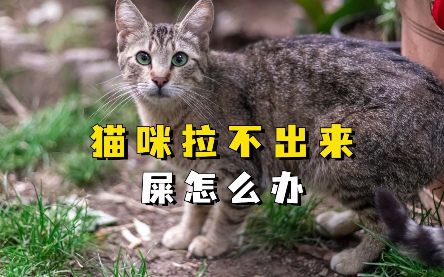 猫咪拉不出来屎怎么办?这3种方法很有效哔哩哔哩bilibili