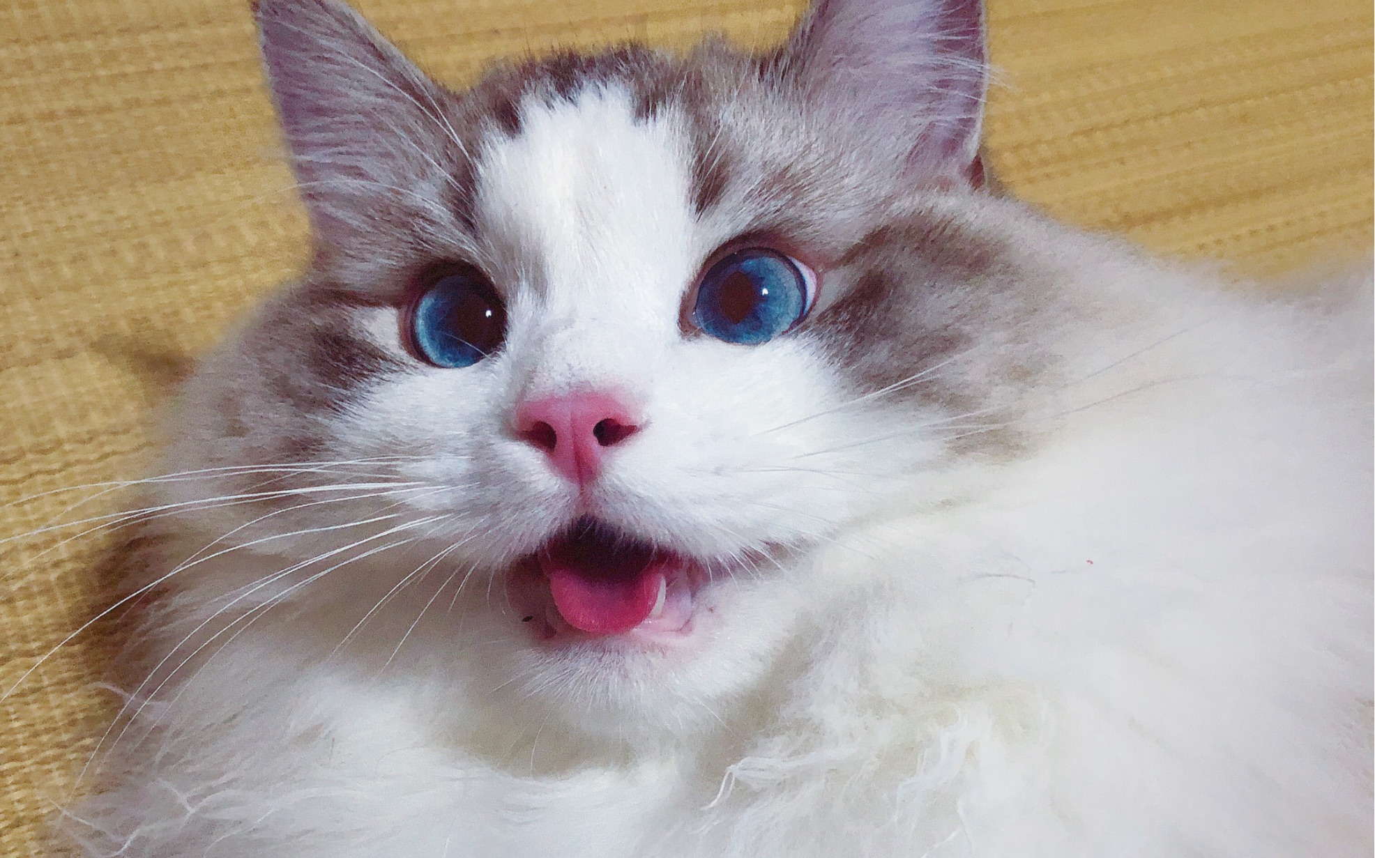 【布偶猫】小舌头要不要这么可爱?