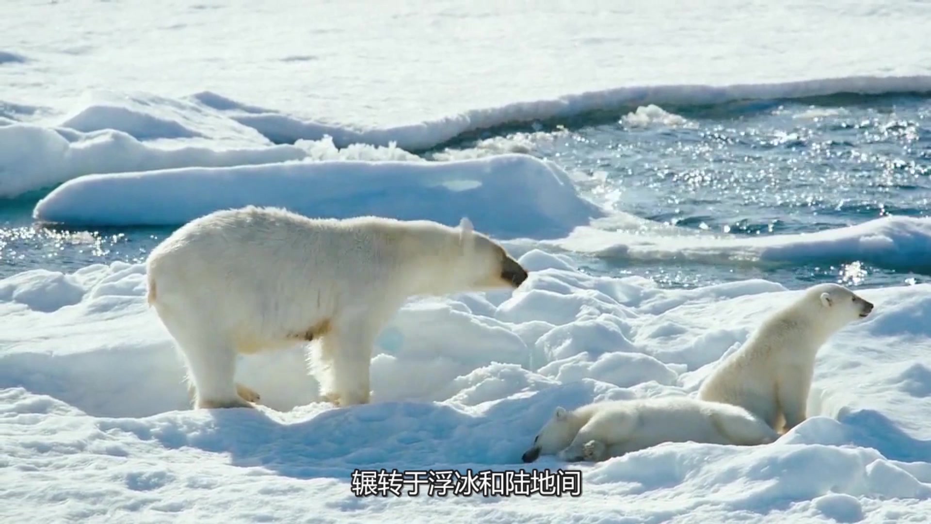 世界上最大的陆地食肉动物——北极熊哔哩哔哩bilibili